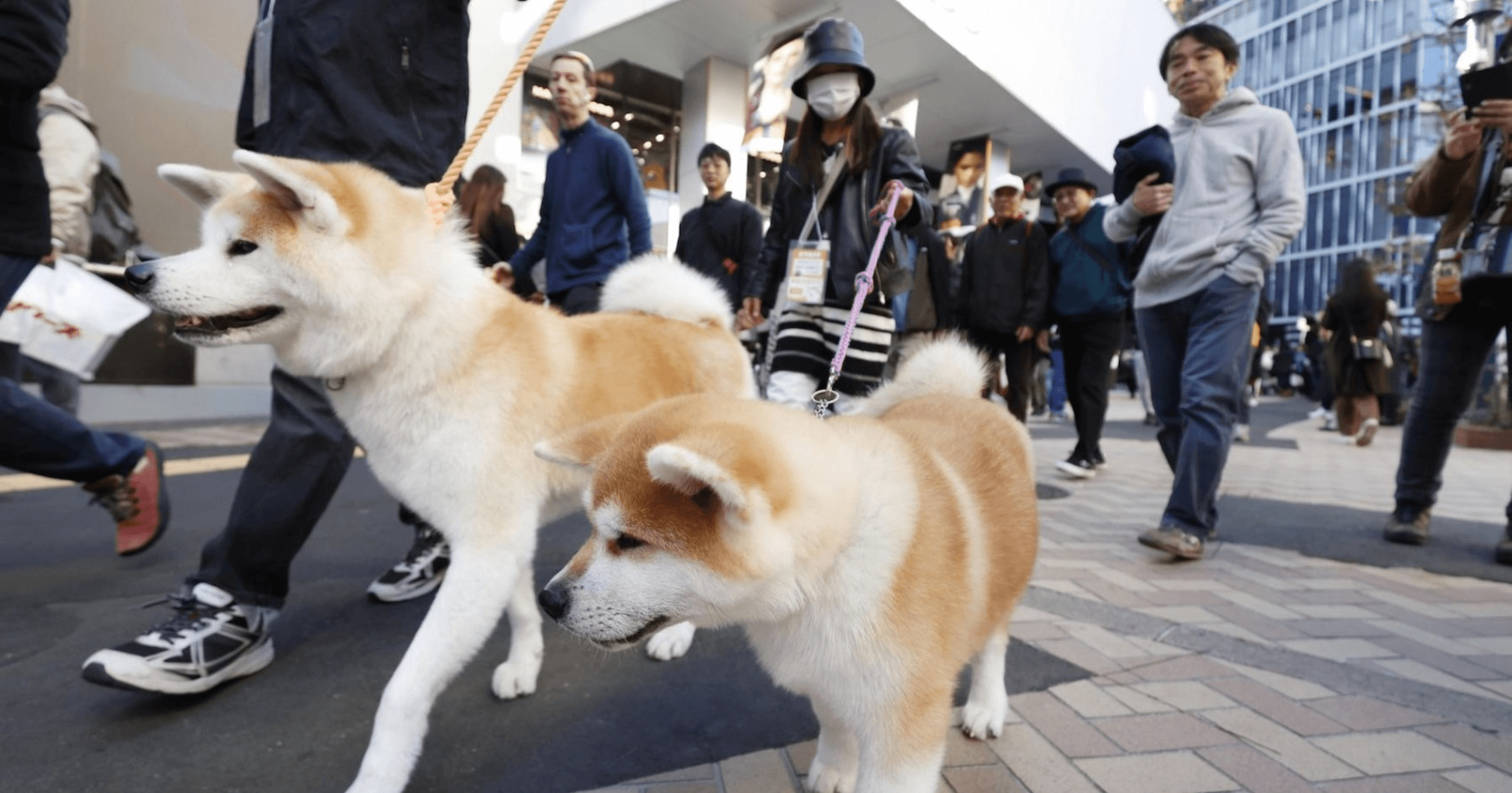 打擊偽造證明！秋田犬協會採用區塊鏈，毛小孩血統也能數位化？秋田犬協會將採用區塊鏈技術數位化血統證明，以滿足全球對純種秋田犬的增長需求。這將提升證明的安全性和透明度，降低詐欺風險，並使驗證過程更為便捷和可靠。