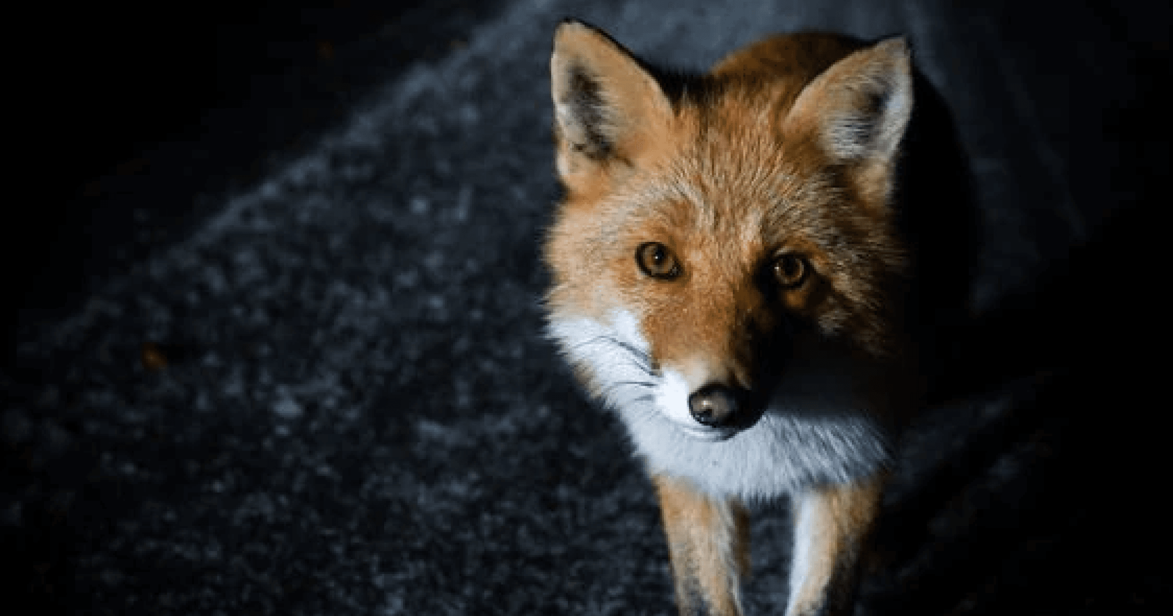 去中心化喊假的？Metamask 爆出蒐集用戶資料，解方一次看！有「小狐狸」暱稱的以太坊錢包MetaMask，近日更改了隱私政策，會在特定情況下會蒐集使用者資料，但有兩招可以化解。