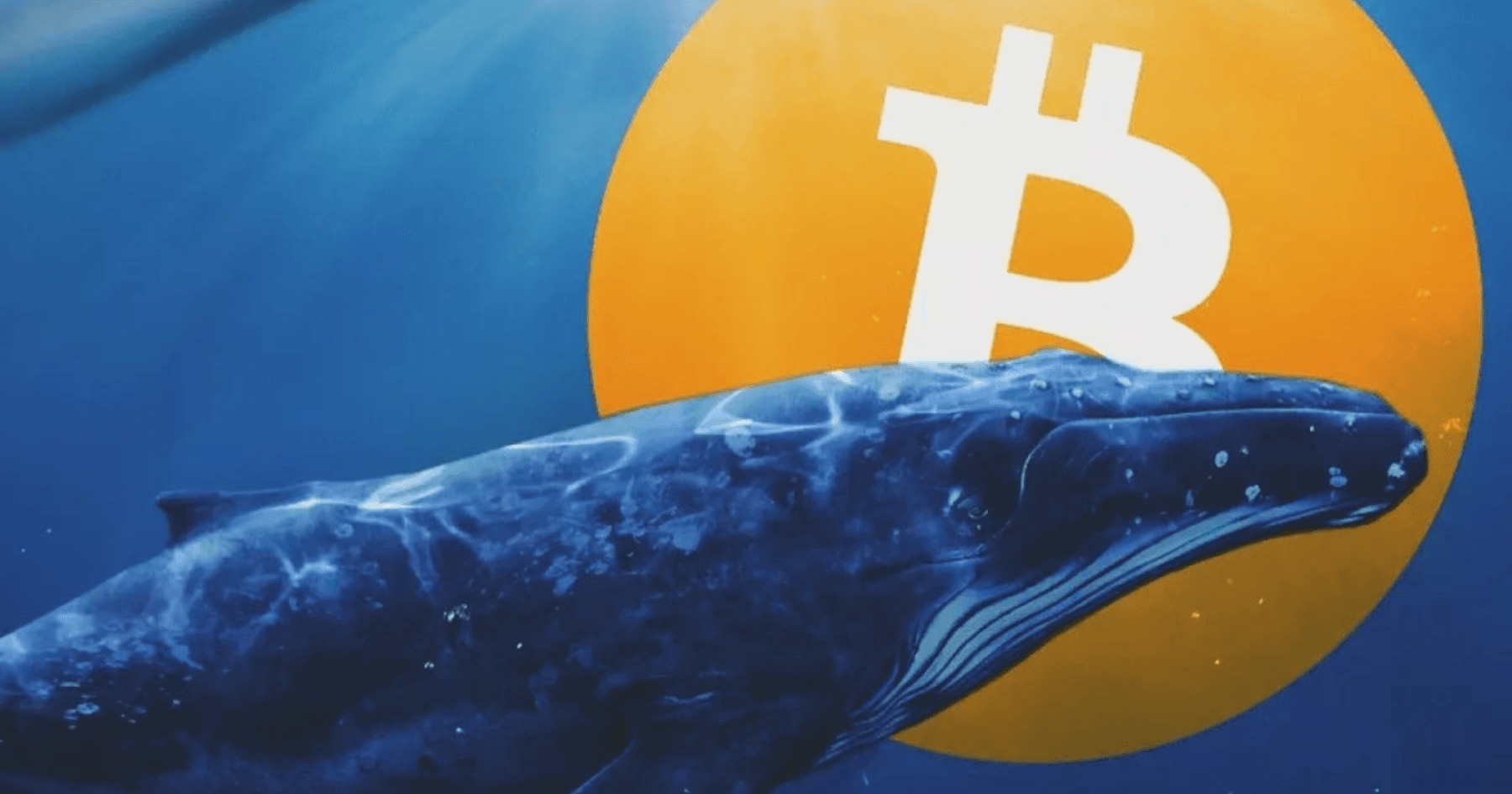 十月回歸潮啟動？數個超過十年的比特幣巨鯨行動，價值 5,000 萬鎂的鯨魚錢包重返市場！隨著時間的流逝，比特幣已不再是新奇之物，但它的神秘依然吸引著市場的目光。最近，一些十年來休眠的比特幣錢包重新活躍起來，並轉移了大量的比特幣，這一活動讓整個加密貨幣社區為之震動。